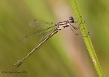 Lestes forcipatus, female